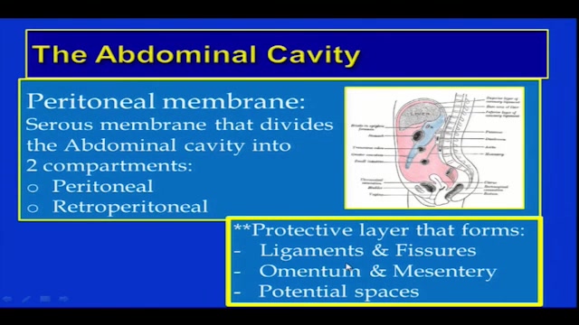 Abdominal Sonography Anatomy Overview and Scan Fundamentals